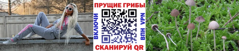 Купить  Ак-Довурак  Галлюциногенные грибы Cubensis 